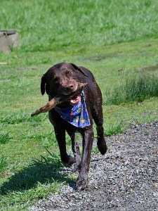 The dog ran across the road....