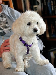 Cute little puppy, or horrid beast?