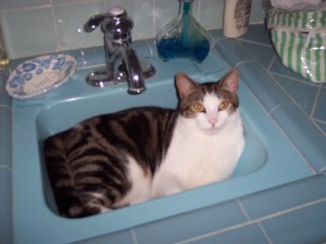 A cat...for Jody. :)